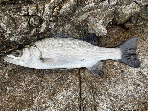 ヒラスズキの釣果