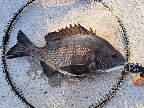 チヌの釣果