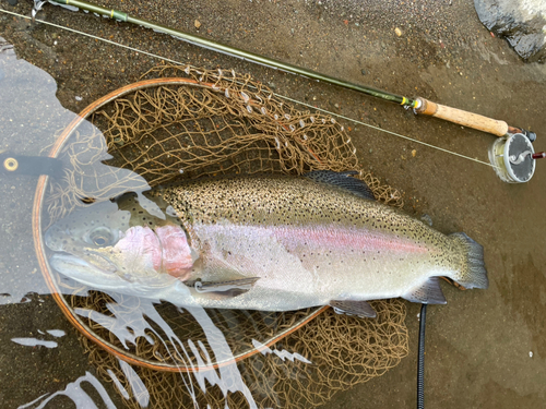 ニジマスの釣果