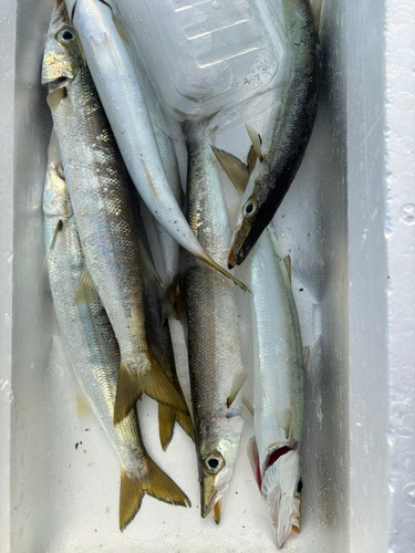 アカカマスの釣果