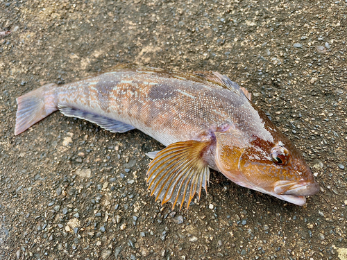 アイナメの釣果