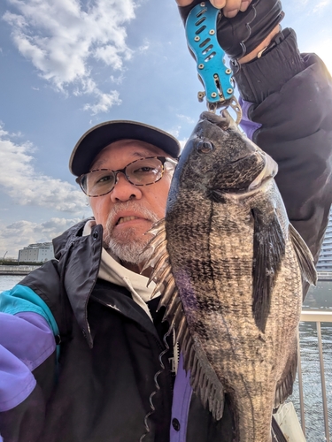 クロダイの釣果