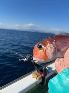 アカアマダイの釣果