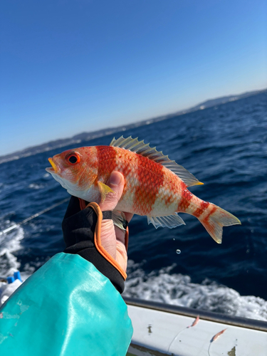 タマガシラの釣果