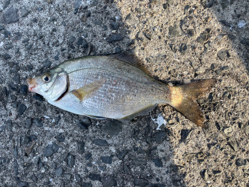 ウミタナゴの釣果