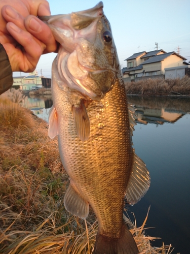 ブラックバスの釣果