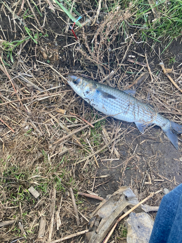 ボラの釣果