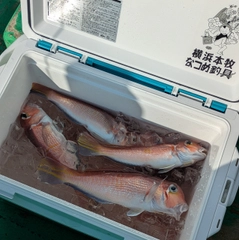 アマダイの釣果