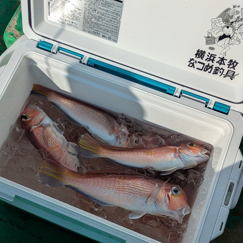 アマダイの釣果