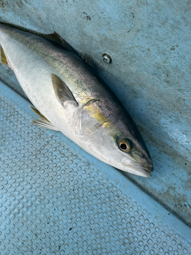 ヤズの釣果