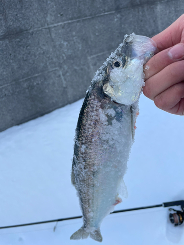 ニシンの釣果