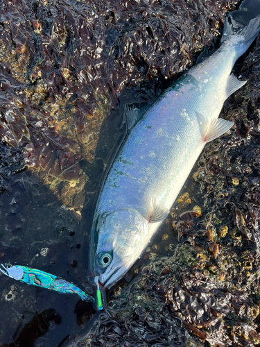 サクラマスの釣果