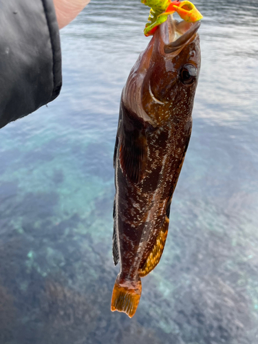 アイナメの釣果