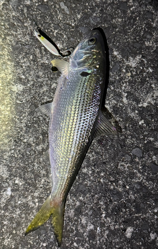 コノシロの釣果