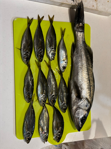 アジの釣果