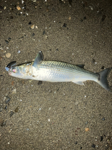 ボラの釣果