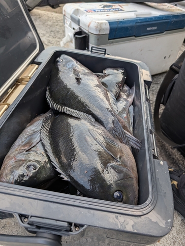 クロの釣果