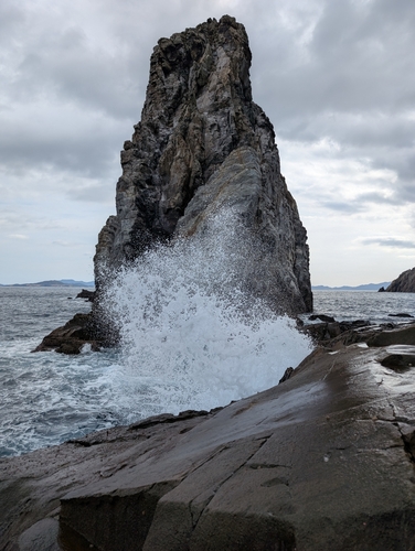 クロの釣果