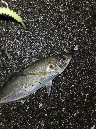 マアジの釣果