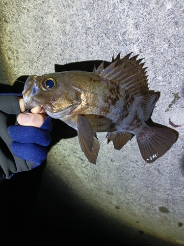 メバルの釣果