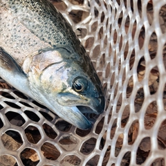 ニジマスの釣果