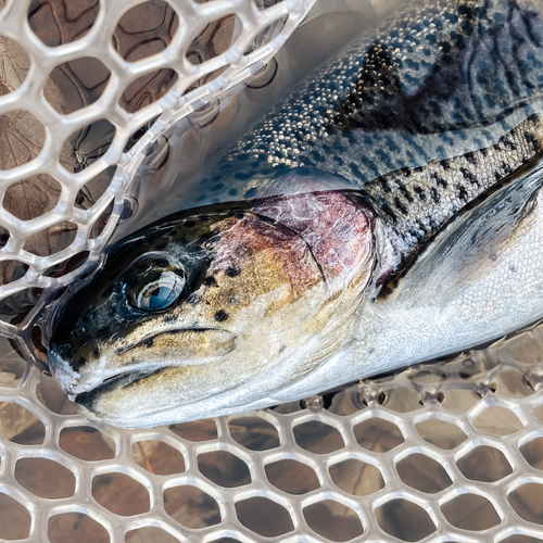 ニジマスの釣果