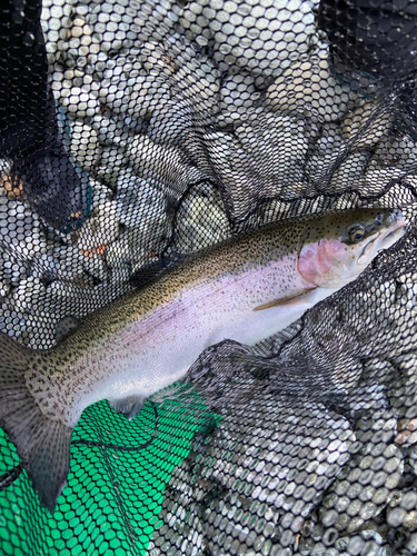 スチールヘッドの釣果