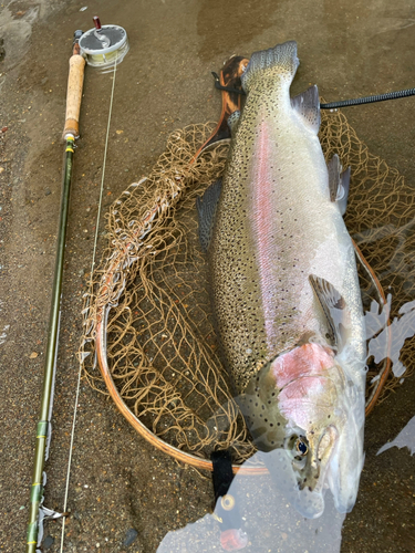 ニジマスの釣果