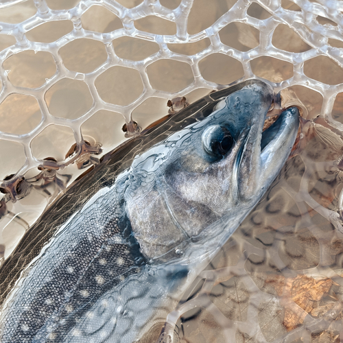 イワナの釣果