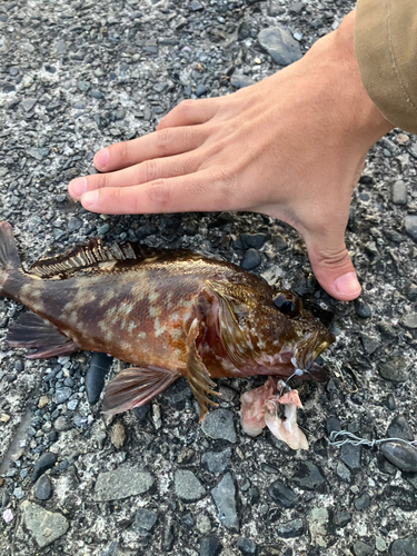 カサゴの釣果