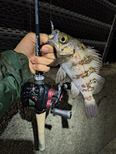 メバルの釣果