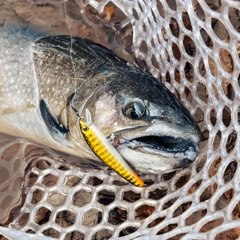 イワナの釣果