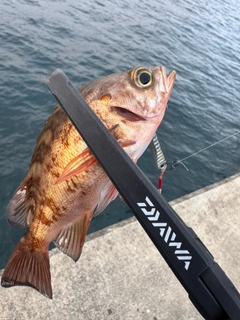 メバルの釣果