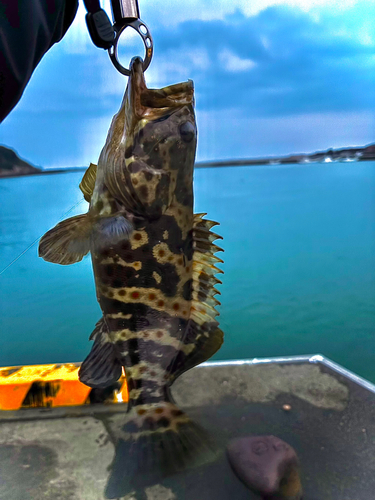 チャイロマルハタの釣果