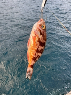 オキメバルの釣果