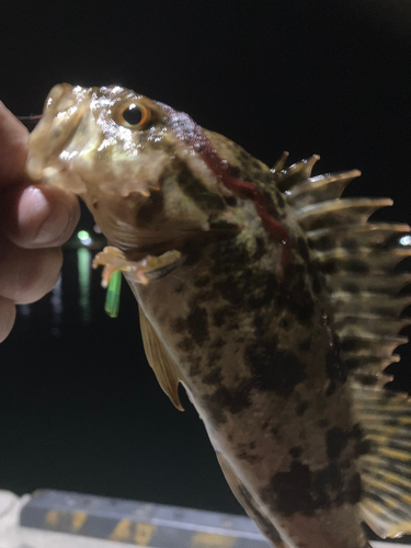 タケノコメバルの釣果