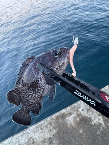 クロソイの釣果