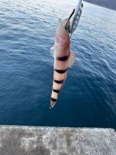 リュウグウハゼの釣果