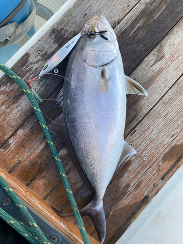 カンパチの釣果