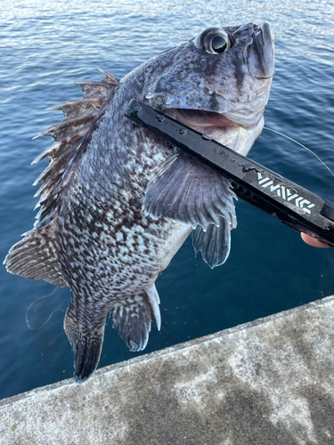 クロソイの釣果