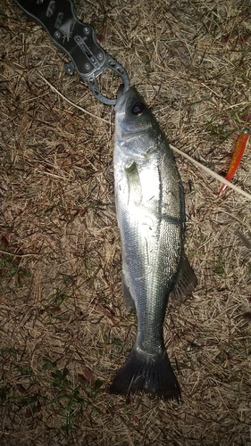 セイゴ（マルスズキ）の釣果