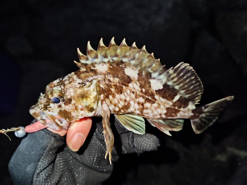 カサゴの釣果