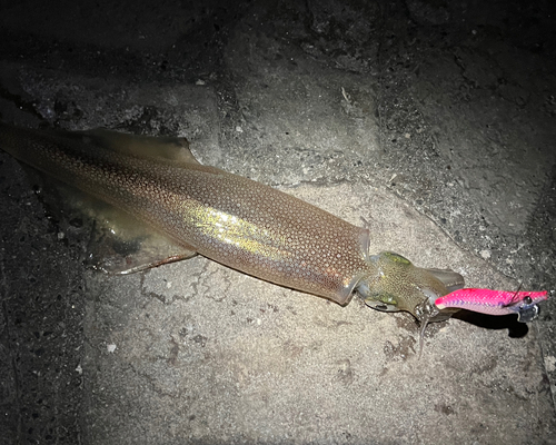 ヤリイカの釣果