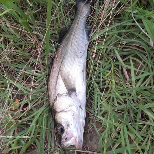 フッコ（マルスズキ）の釣果