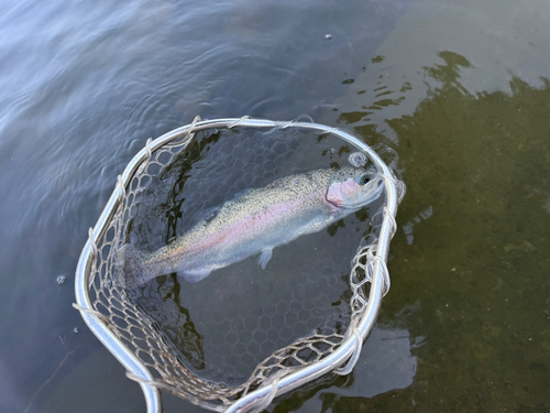 釣果