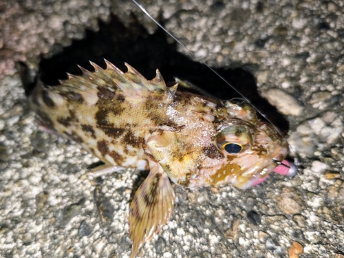 カサゴの釣果