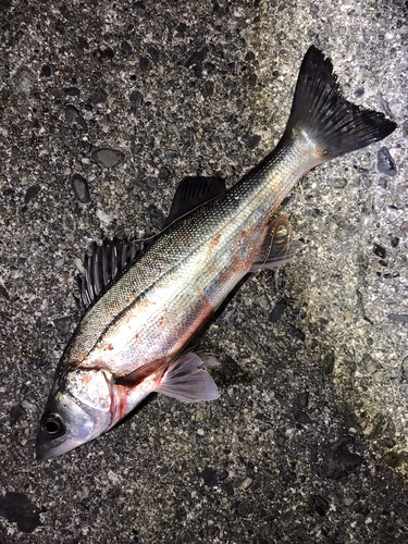 セイゴ（マルスズキ）の釣果