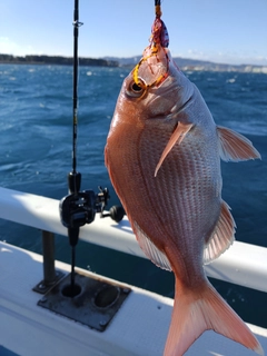 マダイの釣果