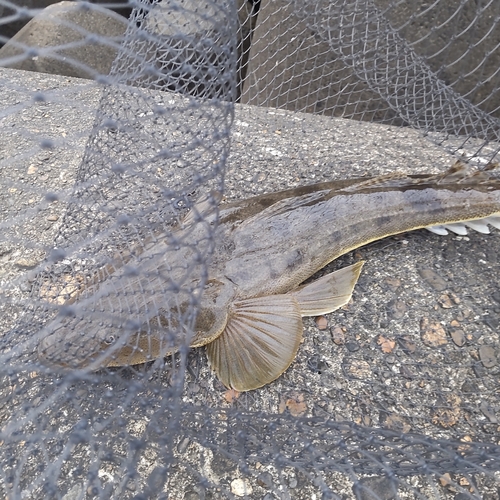 マゴチの釣果