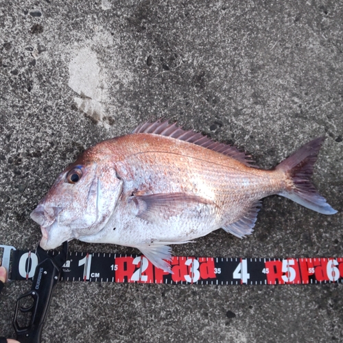 マダイの釣果